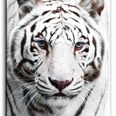 Wild nature - niezwykły - 60x90 cm - g92782