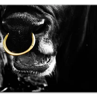 Wild nature - byk - 60x90 cm - g93269
