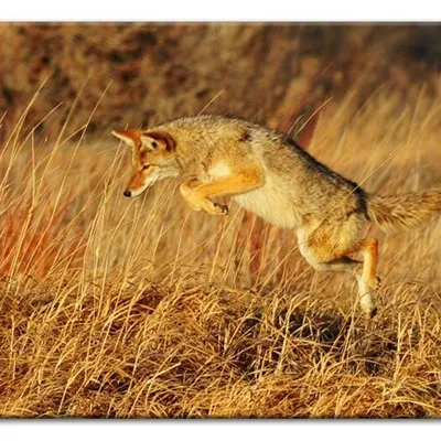 Wild nature - walka - 60x90 cm - g93272