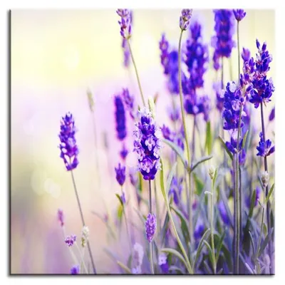 Lawenda - fioletowe kwiaty lawendy - 60x60 cm - g92652