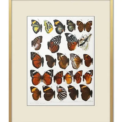 Obraz - motyle i inne owady - 43x53cm - g102594