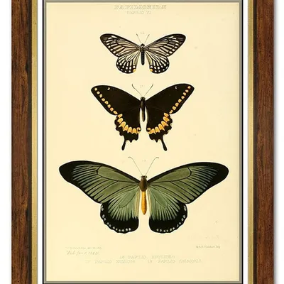 Obraz - motyle i inne owady - 61x81cm - g99324