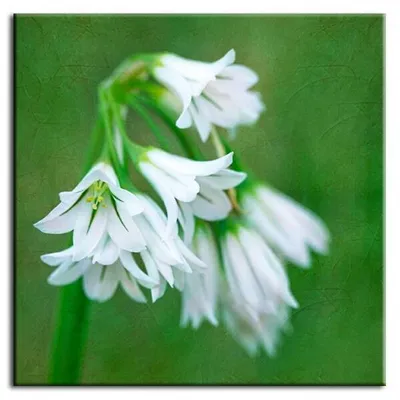 Macro - kwieciste trąbki - 60x60 cm - g92797