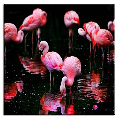 Wild nature - w różowych piórkach - 100x100 cm - g93295