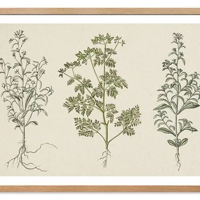 Obraz drukowany - oliwka - 53x73 cm - g115753