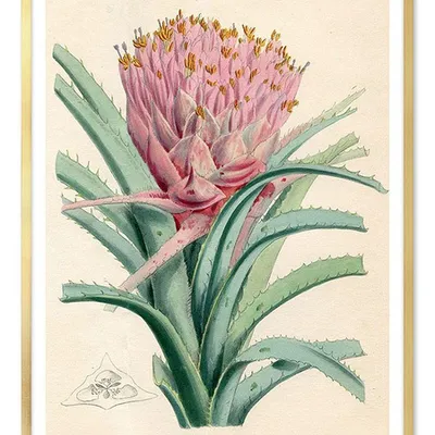 Obraz - kaktusy - 53x73cm - g103400