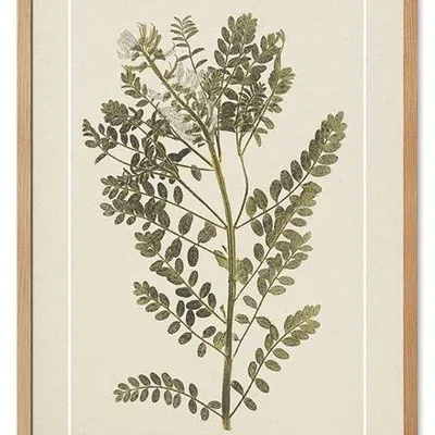 Obraz drukowany - oliwka - 53x73 cm - g115752