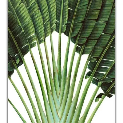 Aloes - 20x25 cm - g97186