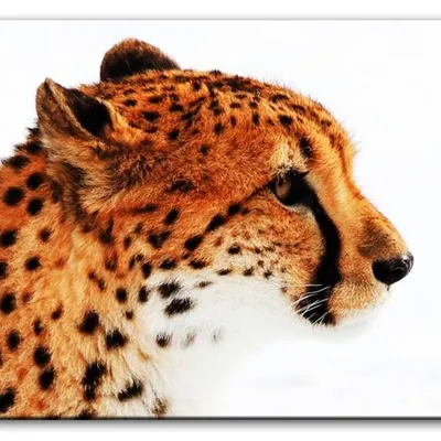Wild nature - spokój przed polowaniem - 60x90 cm - g92781