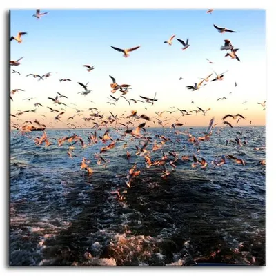 Wild nature - morskie ptactwo - 80x80 cm - g93357