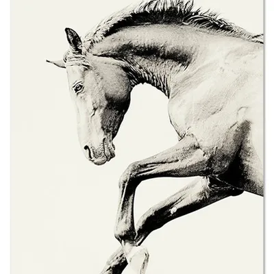 Obraz - konie - 60x90cm - g106348