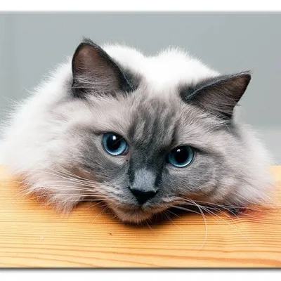 Psy i koty - ragdoll - 50x70 cm - g92878