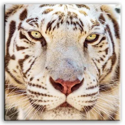 Wild nature - tygrys - 60x60 cm - g92837