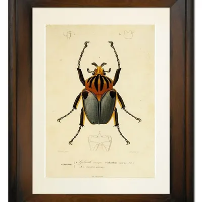Obraz - motyle i inne owady - 39x49cm - g99347