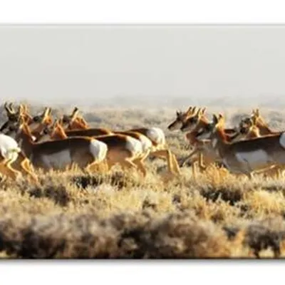 Wild nature - stado antylop - 150x50 cm - g93275