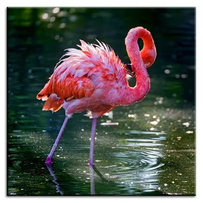 Wild nature - flaming - 100x100 cm - g93297