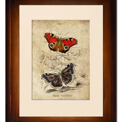 Obraz - motyle i inne owady - 39x49cm - g93303