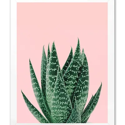 Obraz - kaktusy - 33x43cm - g104687