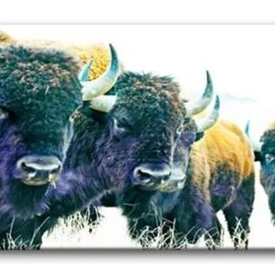 Wild nature - bizony - 150x50 cm - g93280