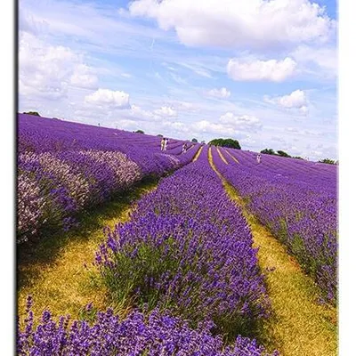 Lawenda - pasy lawendy - 60x90 cm - g93432