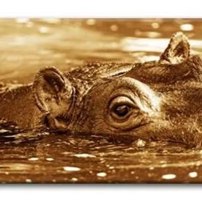 Wild nature - hipopotam - 150x50 cm - g92843