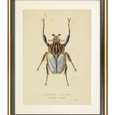 Obraz - motyle i inne owady - 34x44cm - g100577