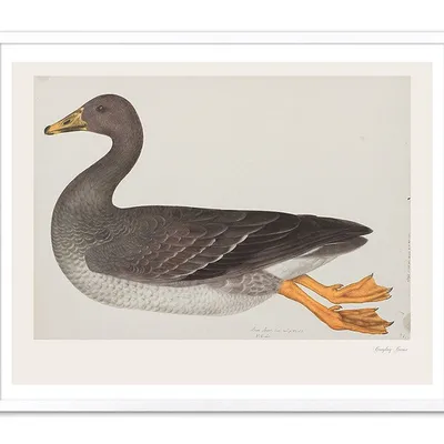 Obraz - ptaki - 43x53cm - g107487
