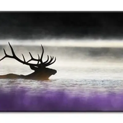 Wild nature - król stada - 150x50 cm - g93279