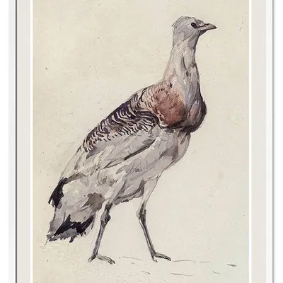 Obraz - ptaki - 53x73cm - g114521