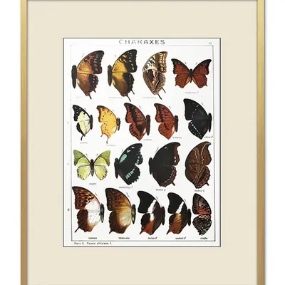 Obraz - motyle i inne owady - 43x53cm - g102595