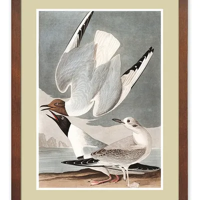 Obraz - ptaki - 33x43cm - g114836
