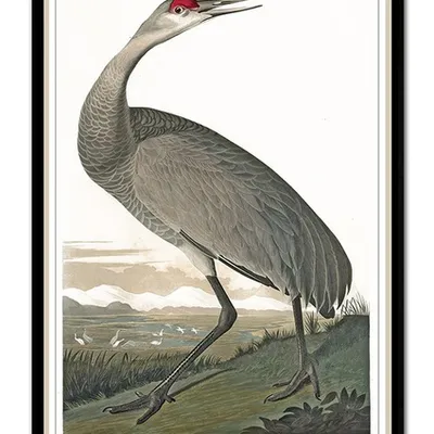 Obraz - ptaki - 63x93cm - g99362