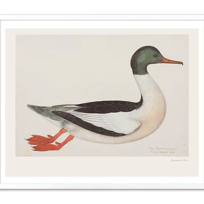 Obraz - ptaki - 43x53cm - g107486